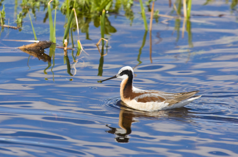 Wilsons Phalarope